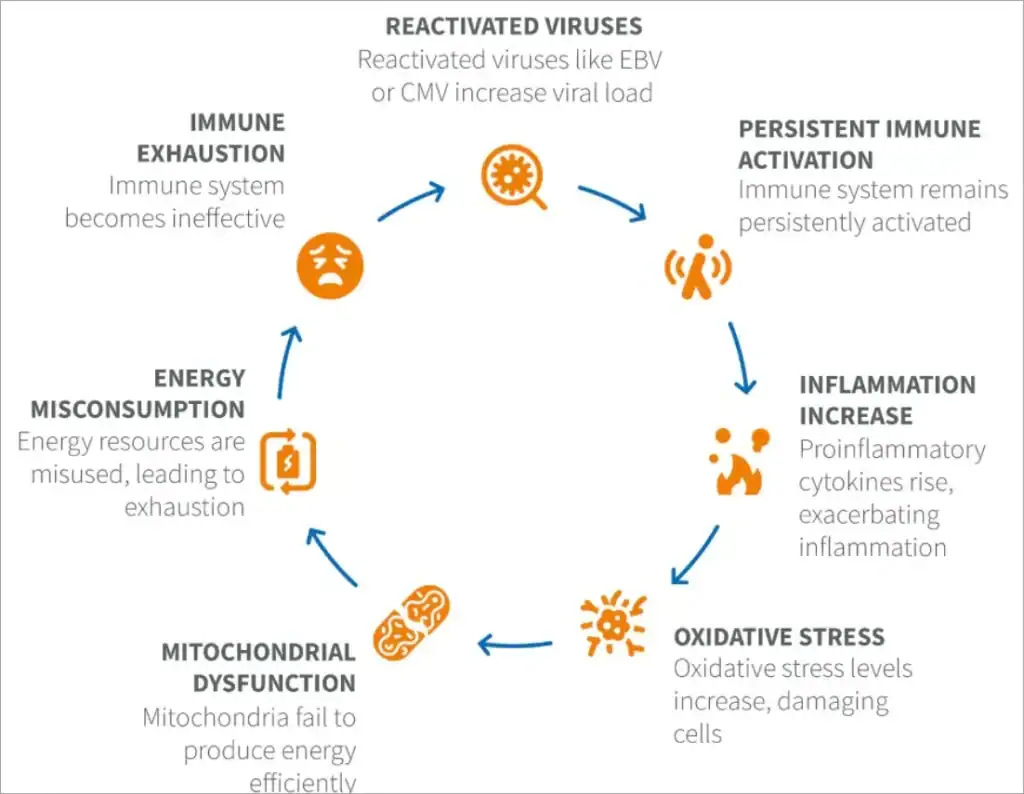 immunotherapy in medicine stops the cycle of long-term cellular exhaustion