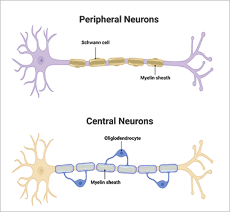 peripheral neuropathy